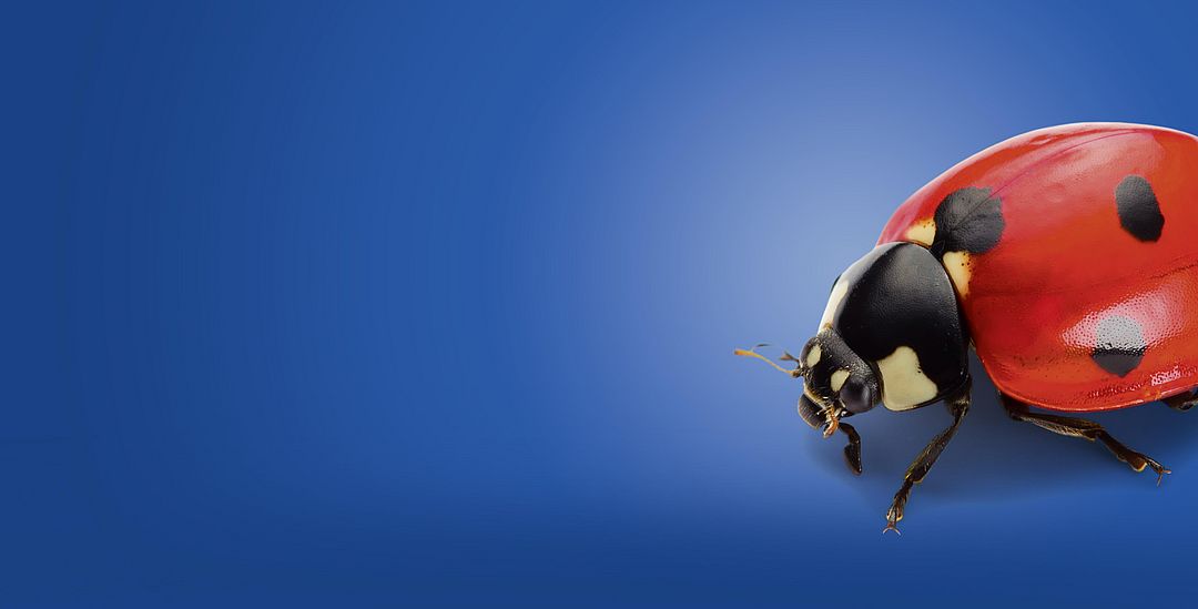 Scoring points with personality