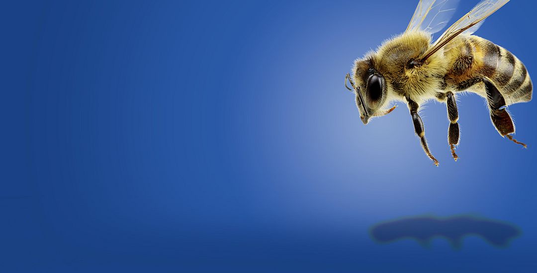 Diligent down to the last detail